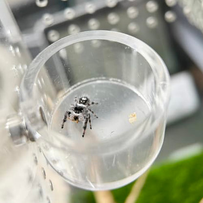 5pcs Handmade Spider Enclosure, Shelter Made of Natural Materials, Magnetic Hidden Jumping Spider Habitat