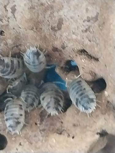 Live Dairy Cow Isopods (5), Porcellio Laevis, Clean Up Crew, Composters, Terrarium Vivarium