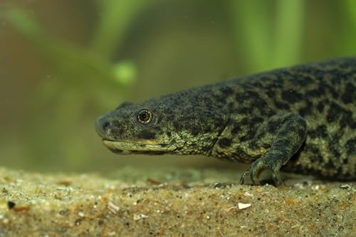 Axolotl Food Soft PELLETS 3.2 & BLACKWORM PELLETS 3.0 Aquatic Frogs,African Clawed Frog A451 (6oz) - size: 6 Ounce (Pack of 1)
