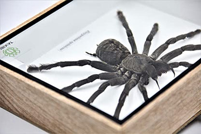 Real Giant Tarantula EURYPEIMA SPINCRUS Spider Taxidermy Boxed Display - color: WOODEN BOX