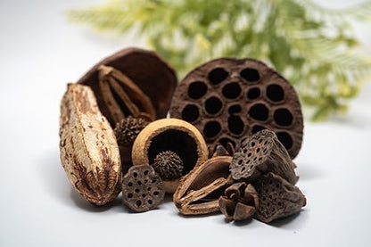 NaturePods Natural Dried Seed Pods and Botanicals Collection, Dart Frog Vivarium, Mixed Terrarium Decor, Aquarium Tank Decorative Elements, Aquarium Botanicals