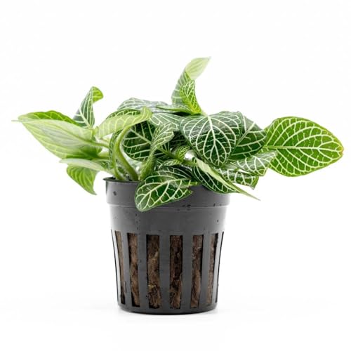 Live Jungle Plants - Nerve Plant (Fittonia albivenis) - Low to Medium Light, Green with White Veins, Indoor Pot or Terrarium, Decorative Creeping Foliage - Pot - color: Fittonia Albivenis, size: Pot