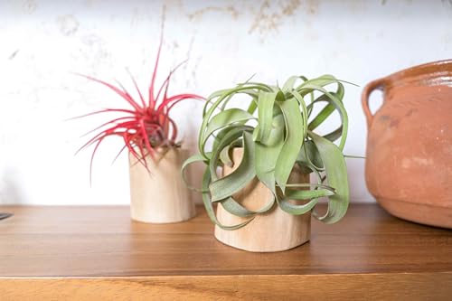 Driftwood Container with Custom Air Plant - Succulents - Live Tillandsia - Easy Care Indoor and Outdoor House Plants (Xerographica) - style: Xerographica