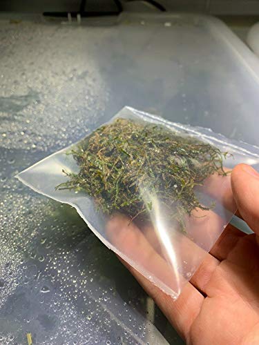 Java Moss Taxiphyllum Barbieri Easy Live Aquarium Plant