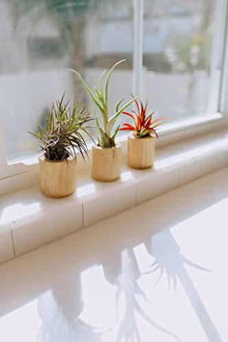 Driftwood Container with Custom Air Plant - Succulents - Live Tillandsia - Easy Care Indoor and Outdoor House Plants (Juncea) - style: Juncea