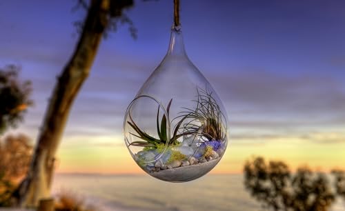 SuperMoss (90422) Beach Terrarium DIY Kit – Create Stunning Nature-Inspired Mini Gardens – Perfect for Home Decor, Office Gifts, and Plant Lovers, Appx 4 Oz