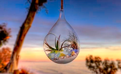 SuperMoss (90422) Beach Terrarium DIY Kit – Create Stunning Nature-Inspired Mini Gardens – Perfect for Home Decor, Office Gifts, and Plant Lovers, Appx 4 Oz