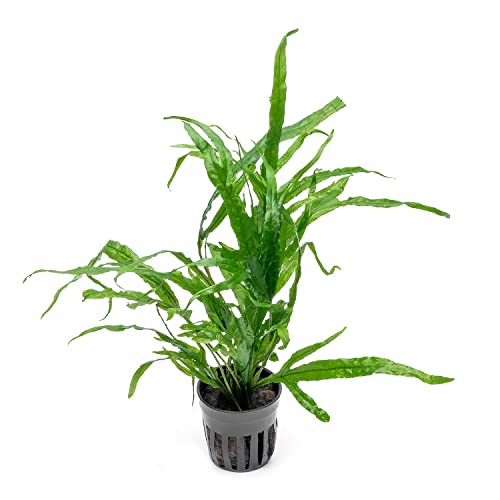 Java Fern Live Aquarium Plants - Potted Freshwater Plant for Fish Tanks - Beginner Friendly, Low Light (Trident, 1 Pot) - color: Trident, size: Pot - 1 Count