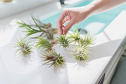 Glass Teardrop Beach Plant Terrarium - Air Plant, Sand, Starfish and Shell in Propagation Jar - Home and Garden Decor Plants Pot - Easy Care Indoor and Outdoor Plants Vase (1 Teardrop - White Sand) - size: 1 Teardrop - White Sand