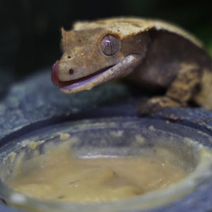 Blue River Diets Crested Gecko Diet | Peach Paradise | All Natural Low Fat Complete Gecko Food | 2.1oz