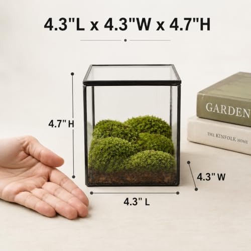Small Square Glass Terrarium with Lid, 4.3 Inch Clear Glass Planter Box for Moss, Succulents & Air Plants, Mini Fairy Garden Display Case, Black Metal Frame, Indoor Tabletop Plant Decor - size: Small Square