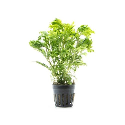 Live Terrarium Plants - Spikey Moss for Terrariums, Paludariums - Easy, Beginner Friendly (Selaginella Wallichi) - color: Selaginella Wallichi, size: Pot