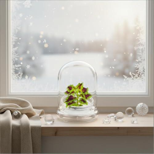 Rainbow Floral Terrarium - Self Grow, Maintenance Free -Coleus - 4" Dome