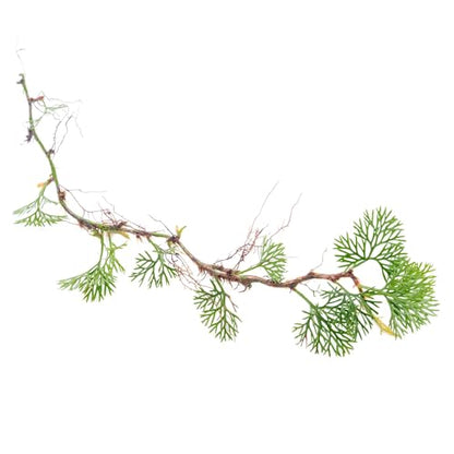Live Jungle Plant - Davallia parvula - Moderate Care, Medium to High Light, Bright Green Accent, Vivarium or Terrarium Epiphytic Plant - Loose/Bare Root - color: Davalia Parvula, size: Loose / Bare Root