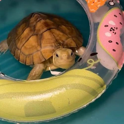 3 Pack Inflatable Turtle Floating Platform Toy Small Animal Floaties Swimming Ring Basking Rest Dock for Turtle Tortoise