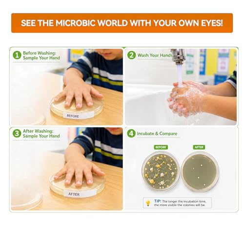 Kids Bacteria Handprint Kit - 2 Giant 150mm Prepoured Agar Petri Dishes | Fun STEM science kit with 2 giant sterile agar plates, magnifying glass & swabs for kids' handprint experiments. - color: Kids Bacteria Handprint Kit
