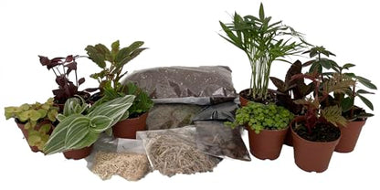 Hirt's Terrarium Kit with 10 Terrarium Plants in 2" Pots