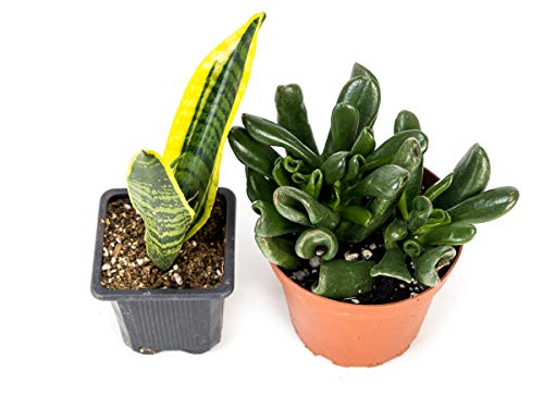 Josh's Frogs Desert Plant Kits for Arid Bioactive Terrariums (Medium) - size: Medium