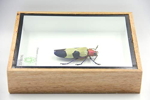 Jewel Beetle Mounts Insect Animals Taxidermy in Framed (Chrysohroa Bugueti Rugicollis) - style: Chrysohroa Bugueti Rugicollis
