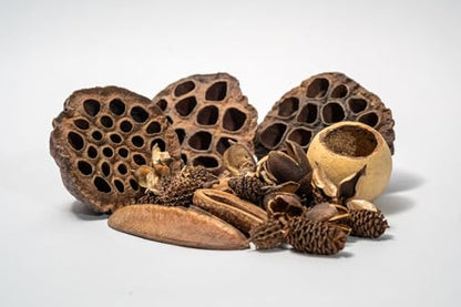 Seed Pod Aquarium Decor Botanical for Shrimp Hides and Breeding, Water Conditioner Betta Fish Botanicals, Isopods, Reptile Terrarium Decor. Dart Frog Vivarium, Lotus Pods