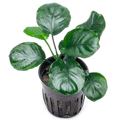Anubias Live Aquarium Plants - Potted Freshwater Plant for Fish Tanks, Terrariums - Beginner Friendly Low Light (Barteri Round Leaf, 3 Pots) - color: Golden Coin, size: 3 Pots