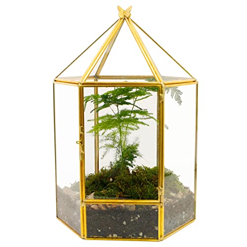 ELEGANTLIFE Glass Geometric Plant Terrarium,Succulent & Air Planter for Home Garden Office Decoration,No Plants(Gold Hexagonal) - color: Gold Hexagonal
