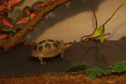 AQUA KT Reptile Basking Platform Tortoise Feeding Dish Natural Rock Design | Use in terrarium tank Amphibian Rock Plate for Lizard Bearded Dragon Snake Chameleon Snake Frog Resting and feeding