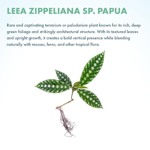 Live Jungle Plant - Leea zippeliana - Moderate Care, Indirect Light, Dark Green with Silver Veins Accent, Indoor Terrarium or Shaded Area Rosette Plant - Loose/Bare Root - color: Leea Zippeliana Sp. Papua, size: Loose / Bare Root