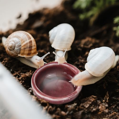 4 Pack Snails Feeding Dish Set for Land Snails, Snail Food and Water Bowl - Calcium Food Bowl & Water Tray, Mini Pet Supplies, Durable Snail Tiny Pet Dishes