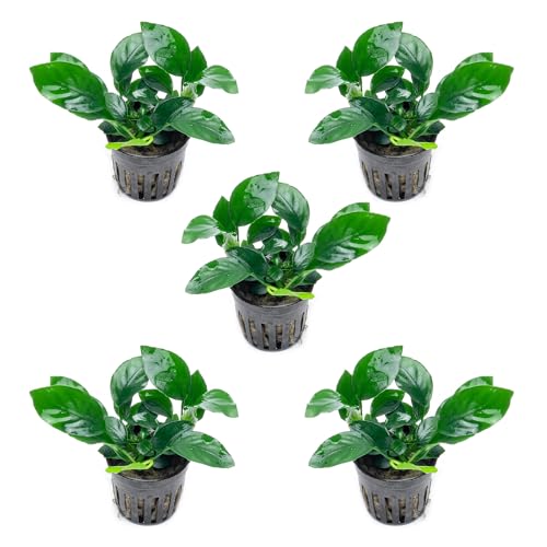 Anubias Live Aquarium Plants - Potted Freshwater Plant for Fish Tanks, Terrariums - Beginner Friendly Low Light (Barteri, 5 Pots) - color: Barteri, size: 5 Pots