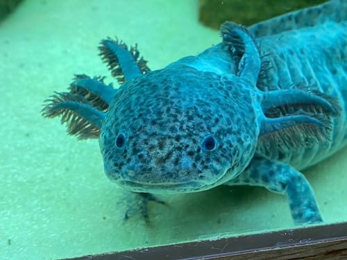 Axolotl Food Soft PELLETS 3.2 & BLACKWORM PELLETS 3.0 Aquatic Frogs,African Clawed Frog A451 (4oz) - size: 4 Ounce (Pack of 1)