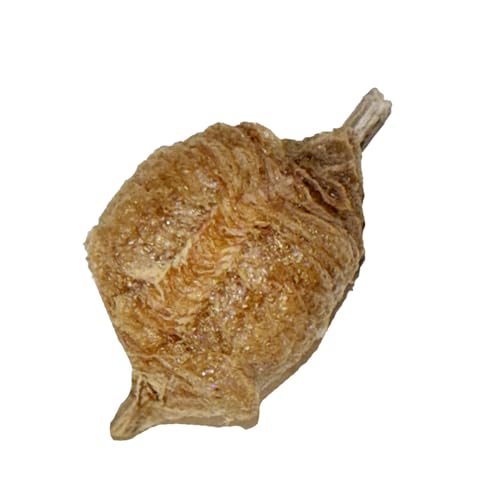 Praying Mantis Ootheca Egg Case (Five Egg Case) | Beneficial for Stem Education and Gardening, Each Egg Case Produces Approximately up to 400 Baby Nymphs (T Sinensis) - size: Pack of 5
