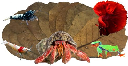 Awesome Aquatic Large Catappa Indian Almond Leaves, 35 Count, 7-9 Inch | Natural tannins Blackwater aquariums Betta shrimp Aquarium conditioning Water enrichment Hermit Crab Leaf Litter