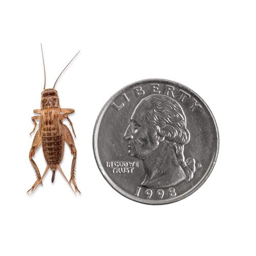 Fluker's Live Crickets for Reptiles, Chickens, Birds and Fishing, 100 Count Feeder Insects Gut Loaded with Orange Cube, High Calcium, and Vitamins, Shipped Fresh in a Ventilated Box (3/4 Inch) - size: 100 Count (Pack of 1), style: Large, 3/4"