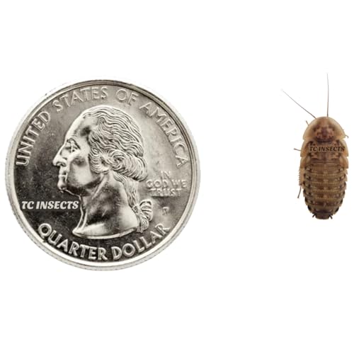 300 Small Live Dubia Roaches Live Arrival is Guaranteed