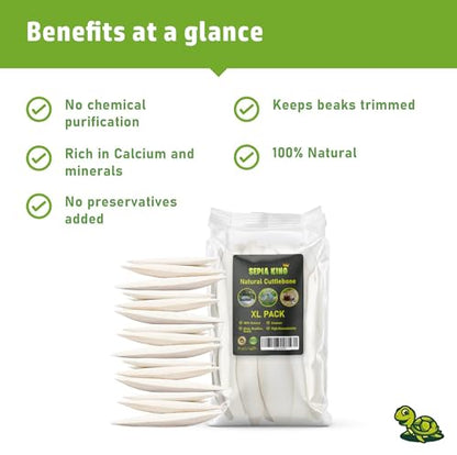 Sepia King - Large - Cuttlebone for Birds, Tortoises, Snails, Reptiles 5.5-7" - 8.8oz - 100% Natural Calcium Supplement, Food and Toys for Parakeets, Turtles