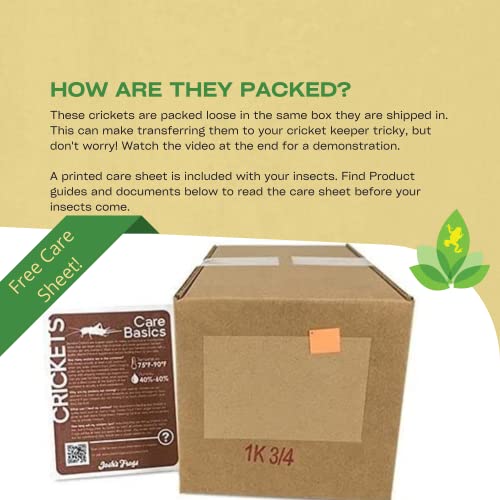Josh's Frogs 3/4" Banded Feeder Crickets for Pets (1000 Count) | Long Storage Protein Food Crickets, Healthy Active Prey for Leopard Geckos, Bearded Dragons, Tree Frogs, Frogs, Birds, Bats