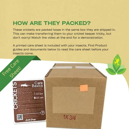 Josh's Frogs 3/4" Banded Feeder Crickets for Pets (1000 Count) | Long Storage Protein Food Crickets, Healthy Active Prey for Leopard Geckos, Bearded Dragons, Tree Frogs, Frogs, Birds, Bats