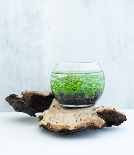 Water Terrarium Kit with Mini Glass Bowl, substrate and seeds | Create Your Own Indoor Garden| DIY Complete Set for Simple, Stunning Growth Unique Gift for nature lover (3.75" H - 4.5" W) - size: 3.75" H - 4.5" W