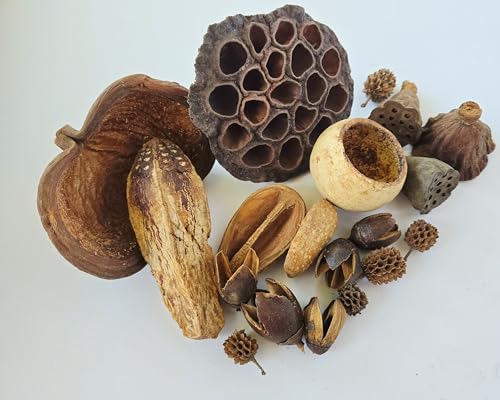 NaturePods Natural Dried Seed Pods and Botanicals Collection, Dart Frog Vivarium, Mixed Terrarium Decor, Aquarium Tank Decorative Elements, Aquarium Botanicals