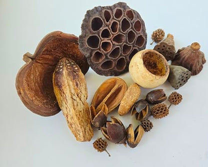 NaturePods Natural Dried Seed Pods and Botanicals Collection, Dart Frog Vivarium, Mixed Terrarium Decor, Aquarium Tank Decorative Elements, Aquarium Botanicals