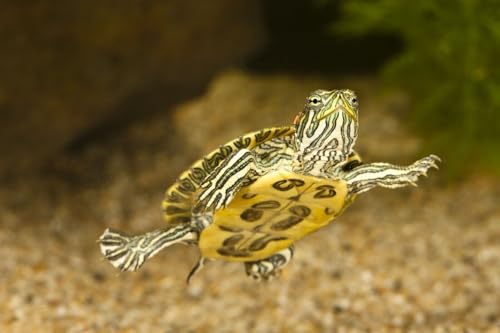 Aquatic Turtle 3/8" x 1/8" 30% Protein Floating Sticks for Aquatic & Semi Aquatic Red Ear, Painted. Map, Soft Shell Pond Turtles...WL…1/4-lb Foil Pouch Bag - size: 4 Ounce (Pack of 1)