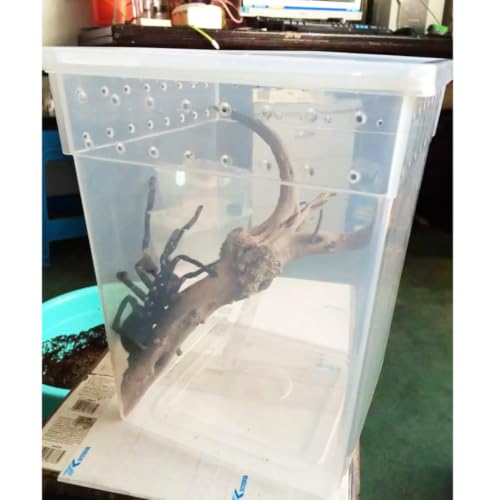 YARNOW Reptile Feeding Box for Lizards and Spiders Lightweight Pp Material with Ventilated Design Suitable for Feeding and Temporary Quarantine Zone