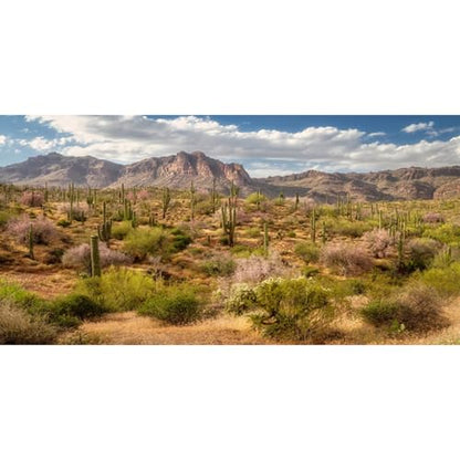 AWERT 48x24 inches Reptile Habitat Background Blue Sky White Clouds Mountains Oasis Cactus Plants Terrarium Background Natural Landscape Durable Polyester Backdrop - size: 48x24in/120x60cm