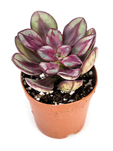 Josh's Frogs Desert Plant Kits for Arid Bioactive Terrariums (Small) - size: Small