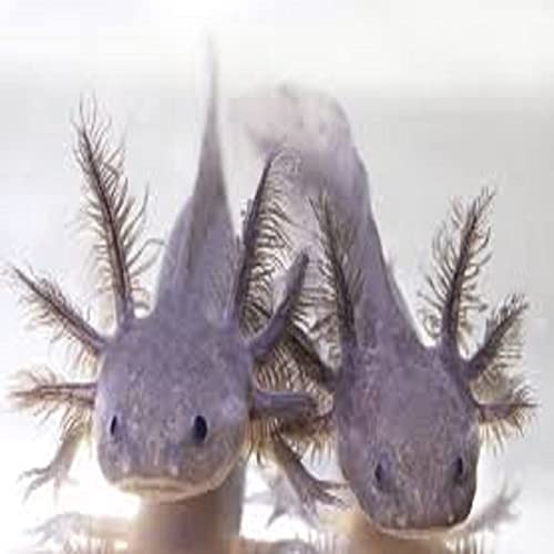Axolotl Food, 3/16" Soft Moist Sinking Pellets, Rangen's Salmon Sinking Pellets for Medium Size Axolotl. Also Shrimp, Snails, Crabs, Crayfish, Plecos, Catfish, All Tropical Fish...3-lb Bag
