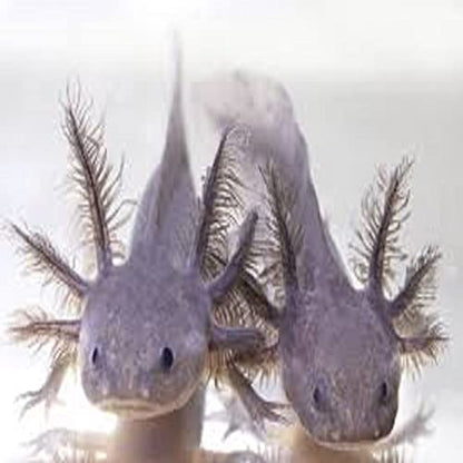 Axolotl Food, 3/16" Soft Moist Sinking Pellets, Rangen's Salmon Sinking Pellets for Medium Size Axolotl. Also Shrimp, Snails, Crabs, Crayfish, Plecos, Catfish, All Tropical Fish...3-lb Bag