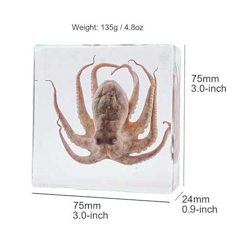 Taxidermy Octopus Turtle Crab, Real Oceans Animals Specimens in Resin Preserved, Clear for Closer-Look & Study, Science Educational Classroom Specimen, for Ornament Decor and Gift (3.0x3.0x0.8-inch) - size: Medium 3pcs