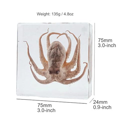Taxidermy Octopus Turtle Crab, Real Oceans Animals Specimens in Resin Preserved, Clear for Closer-Look & Study, Science Educational Classroom Specimen, for Ornament Decor and Gift (3.0x3.0x0.8-inch) - size: Medium 3pcs