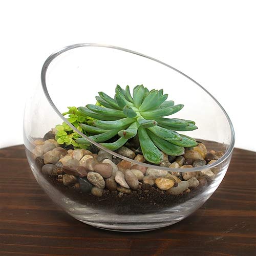 WGV Slant Cut Bowl Glass Vase, Width 11", Height 9.5", Clear Terrarium, Candy Dish, Fruit Jar, Floral Container for Wedding Party Event, Home Office Decor, 1 Piece - size: Slant Bowl 9.5"H